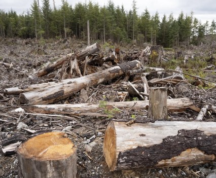 A large area of downed trees and stumps from a clear cut