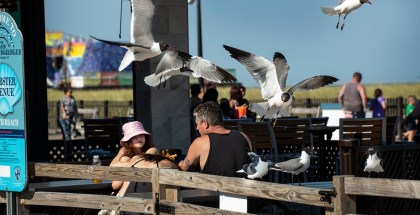 Wednesday, June 29 2022 - Diners are harassed by hungry Laughing Gulls on the boardwalk at Seaside Heights.