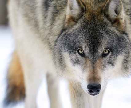 Lia, a gray wolf at the Minnesota Zoo. Video courtesy of Voyageurs Wolf Project.