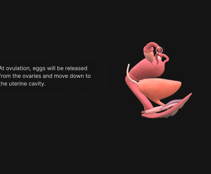 Explore the female reproductive system through interactive 3D mockups.